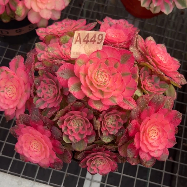 449荔枝22厘米左右