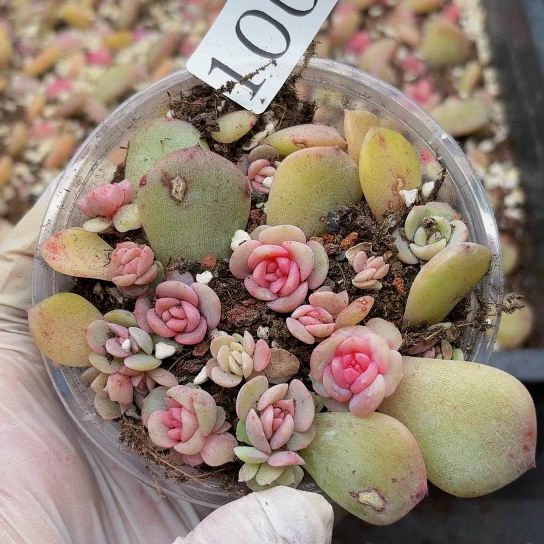 多肉植物多肉植物100