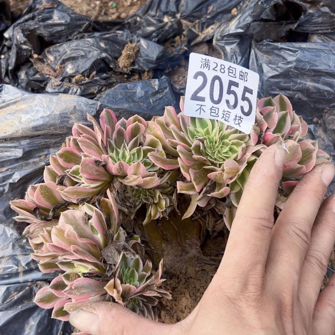 女巫缀多肉植物2055