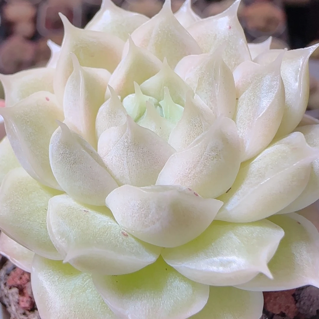 花语多肉1225-59散