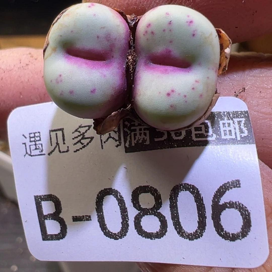 c 多肉植物11111111111