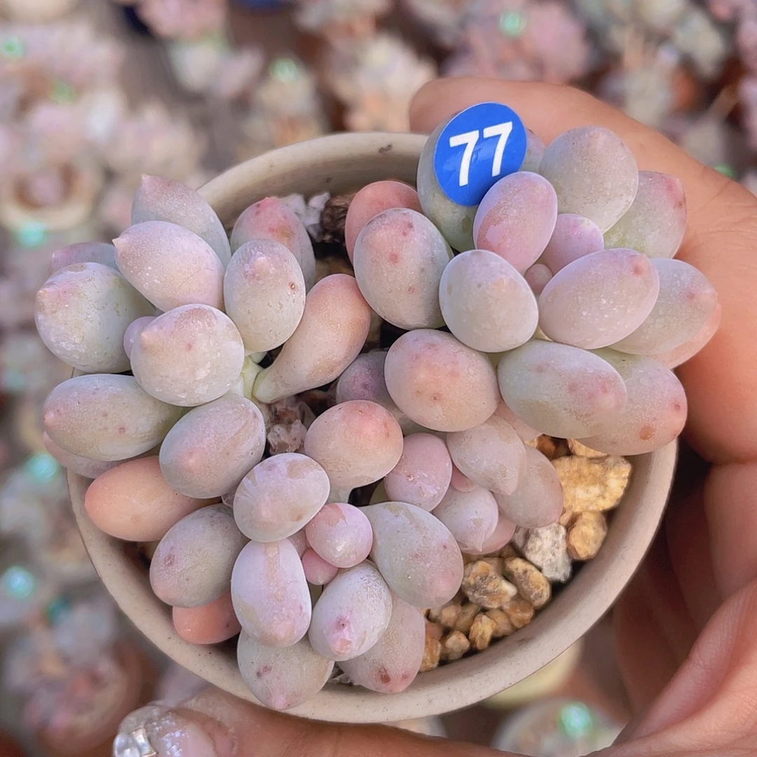 溜溜球 多肉植物群生