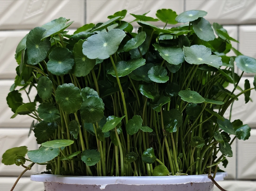 铜钱草，水培，土培，培半水半土，无盆