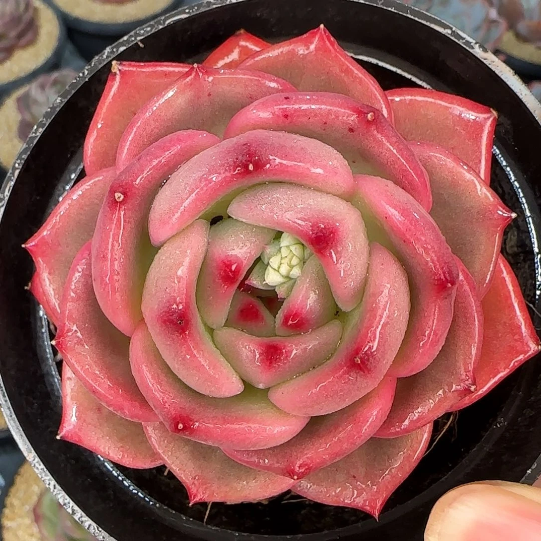 从前慢甄选多肉编号Q橙