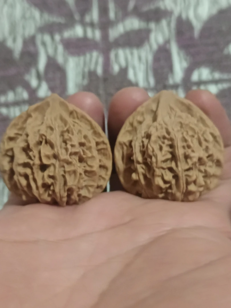 野生灯笼尺寸37/38左右