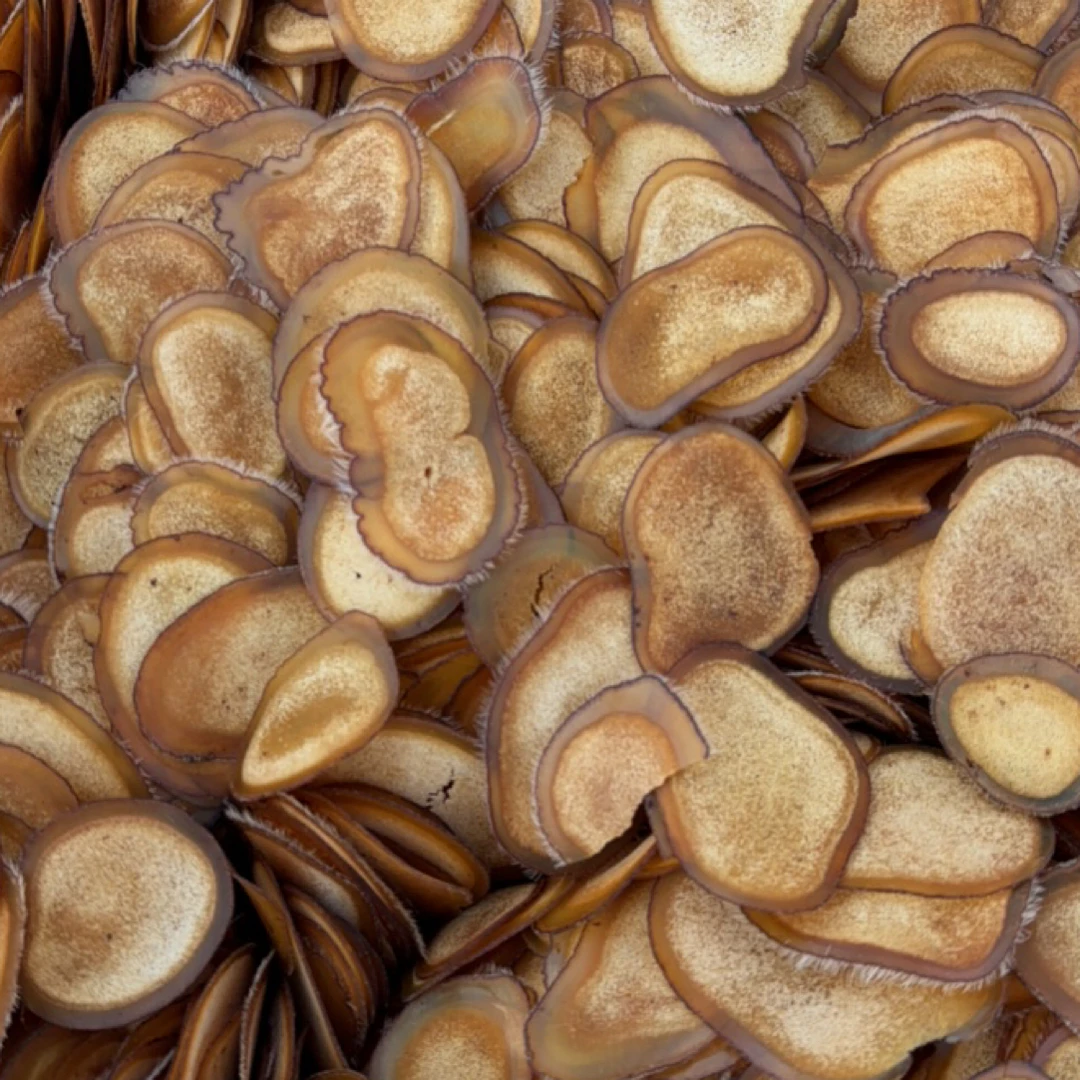 【小叶严选】长白山溯源-鹿茸半腊片-整根鹿茸切片- 1月3