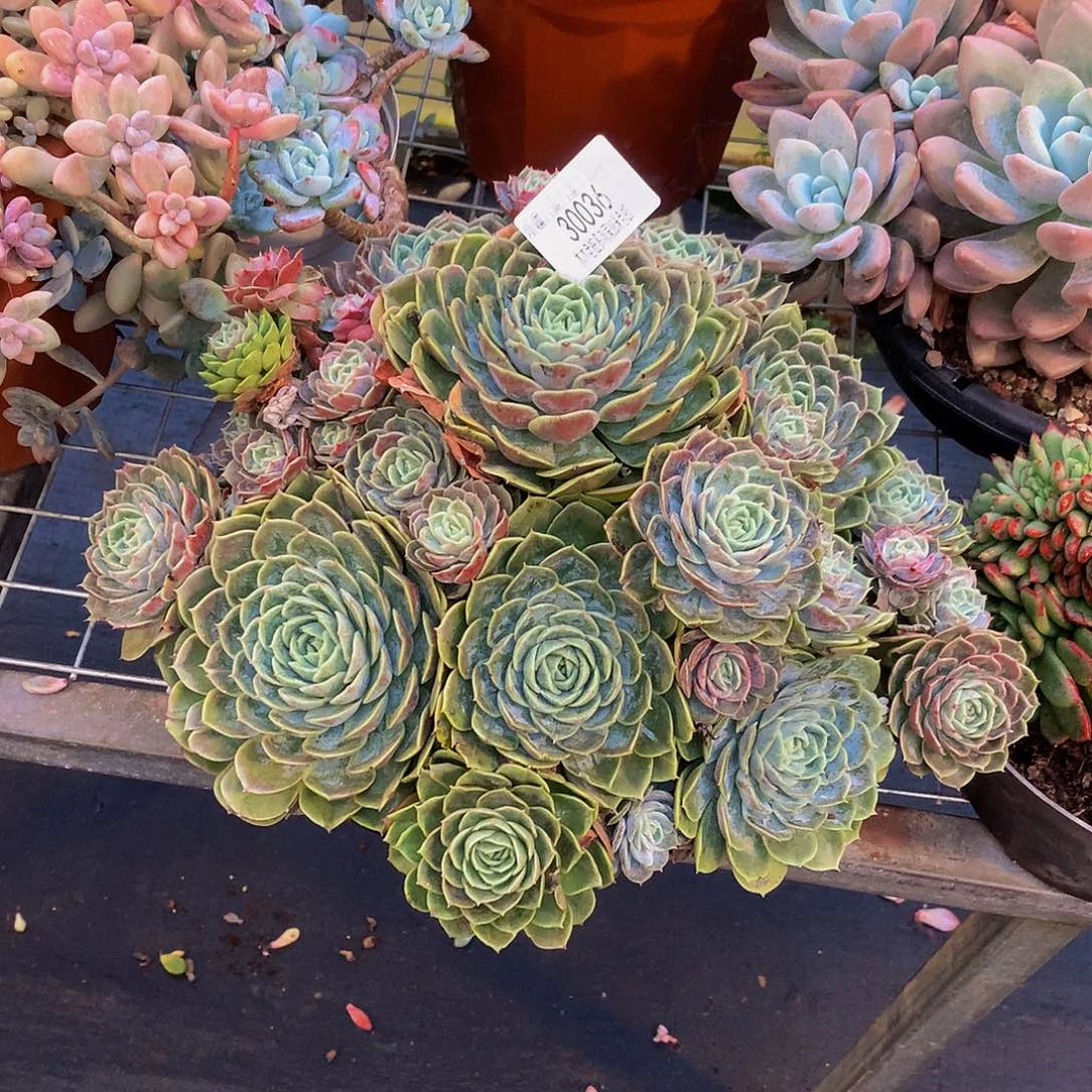 左***纯    昂斯诺多肉30036