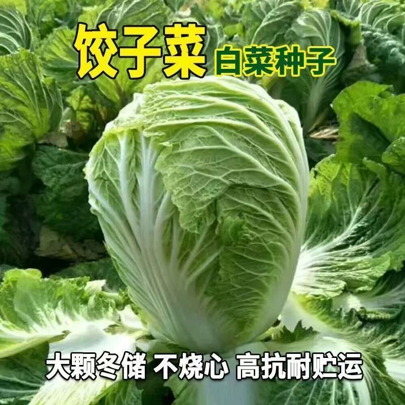 【全店满5包包邮】【129】饺子菜大白菜四季播种可盆栽地栽