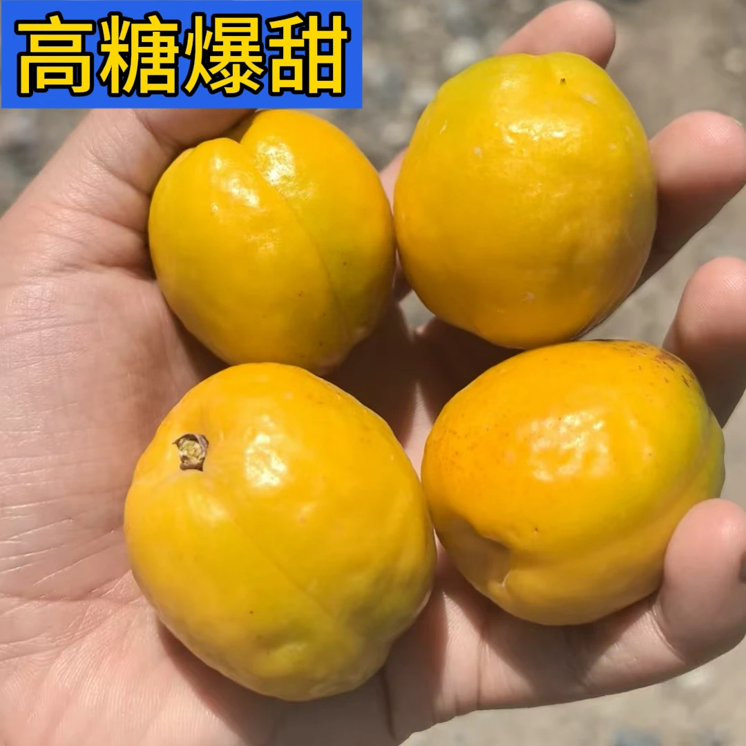 【甘肃有机李广杏】敦煌当季高糖李广杏香甜可口饱满孕妇水果空运