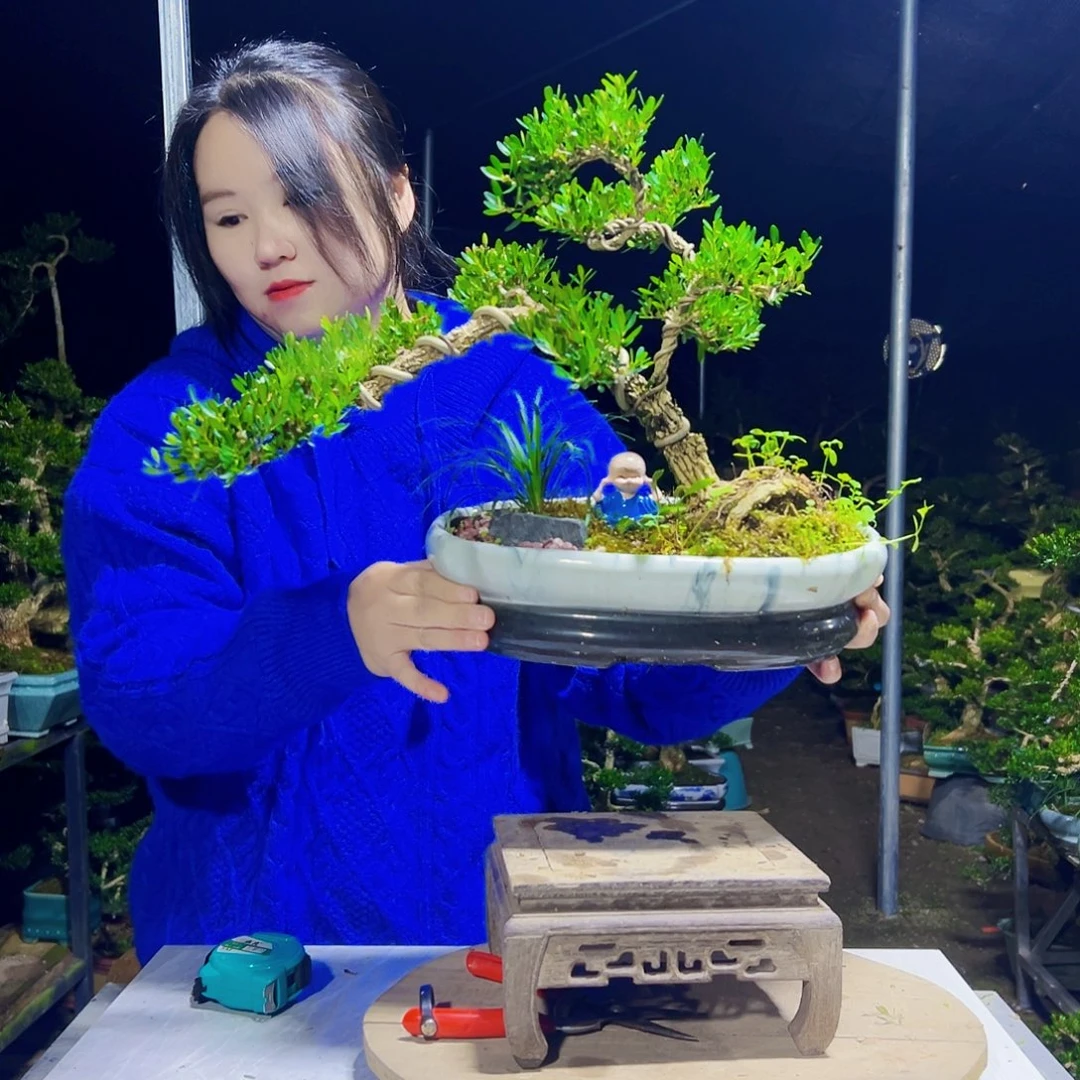 无花朵黄杨木