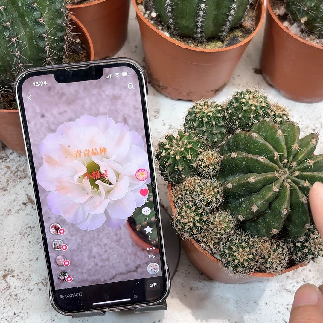 彩草小精灵6公分左右