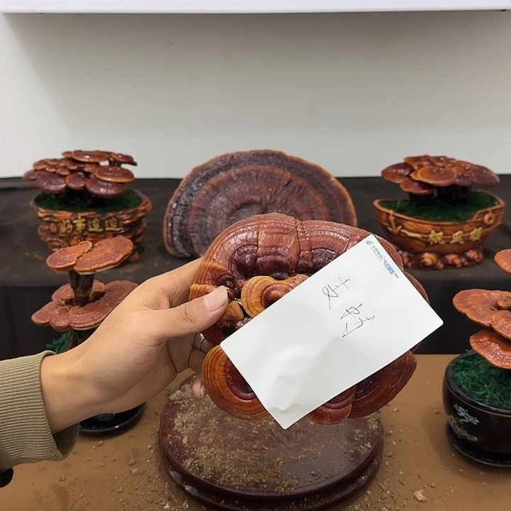 支***持无花朵灵芝盆景居家盆景