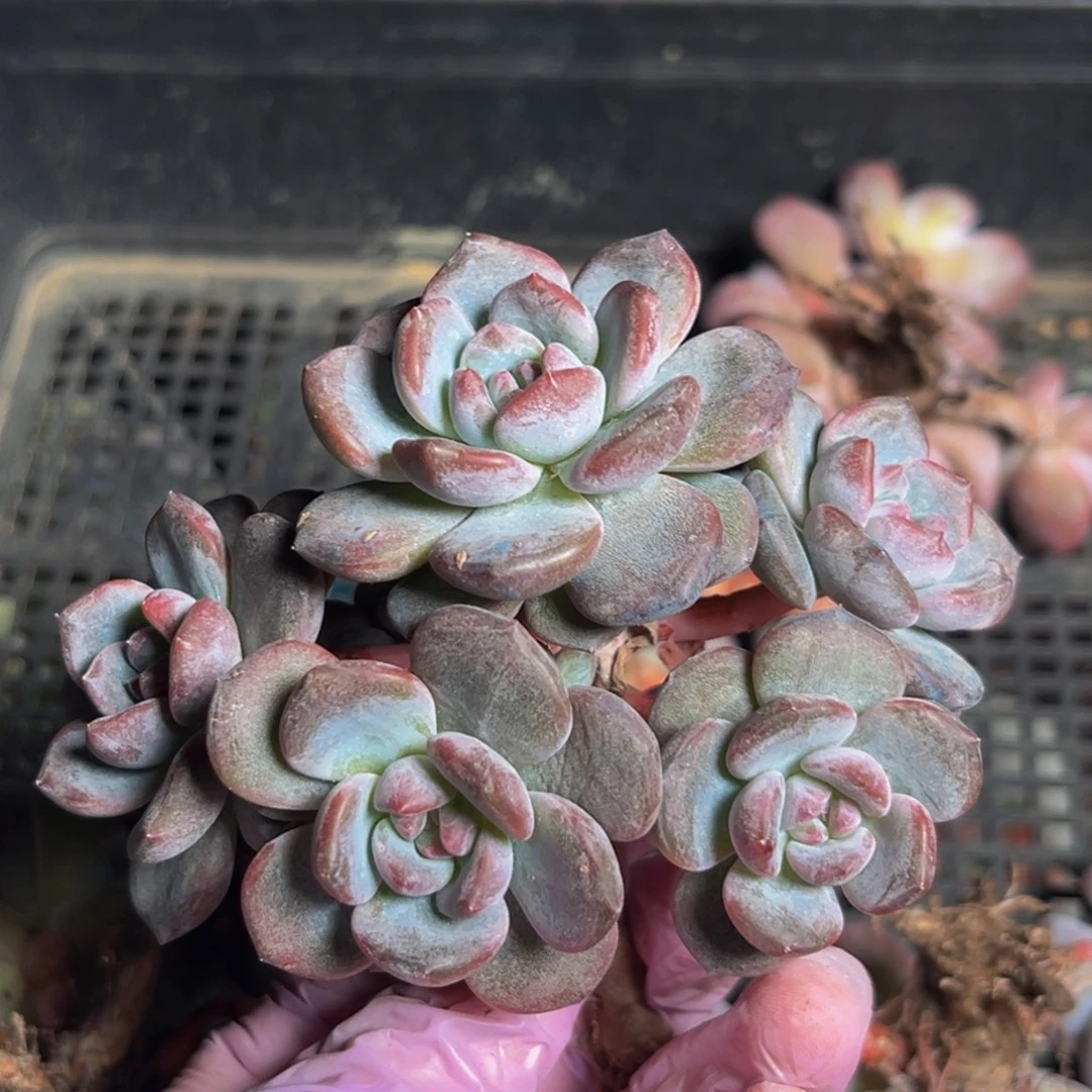 新年快乐 新年快乐 新年快乐