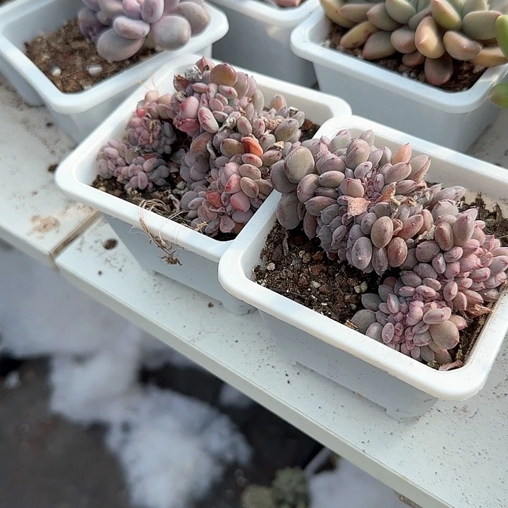 神**良青蛙王子儿童牙膏111