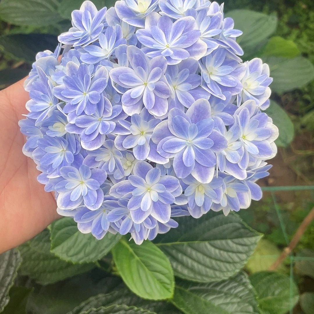绣球切花一物一拍3枝起包邮，65