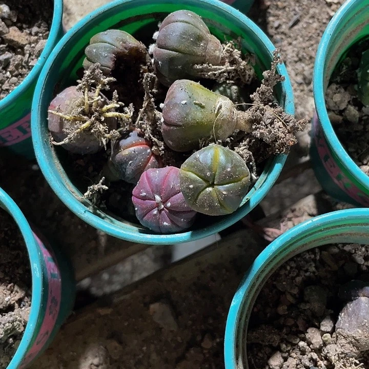 小南瓜1.5处理没售后