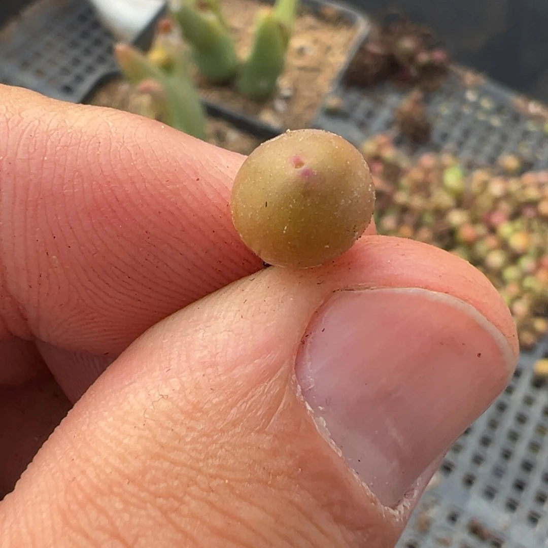 量拍1558皮卡丘小苗一颗