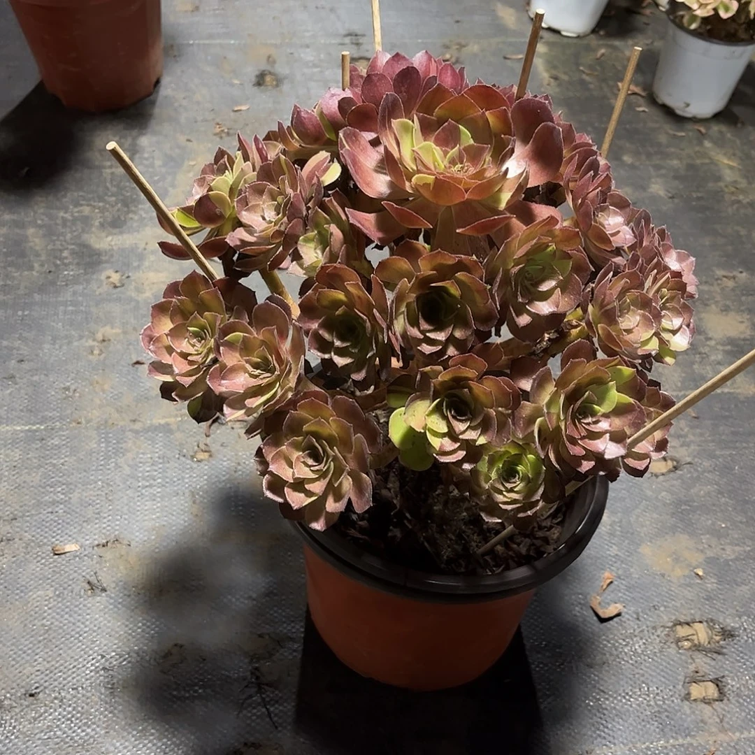 法师黑骑士漂亮漂亮