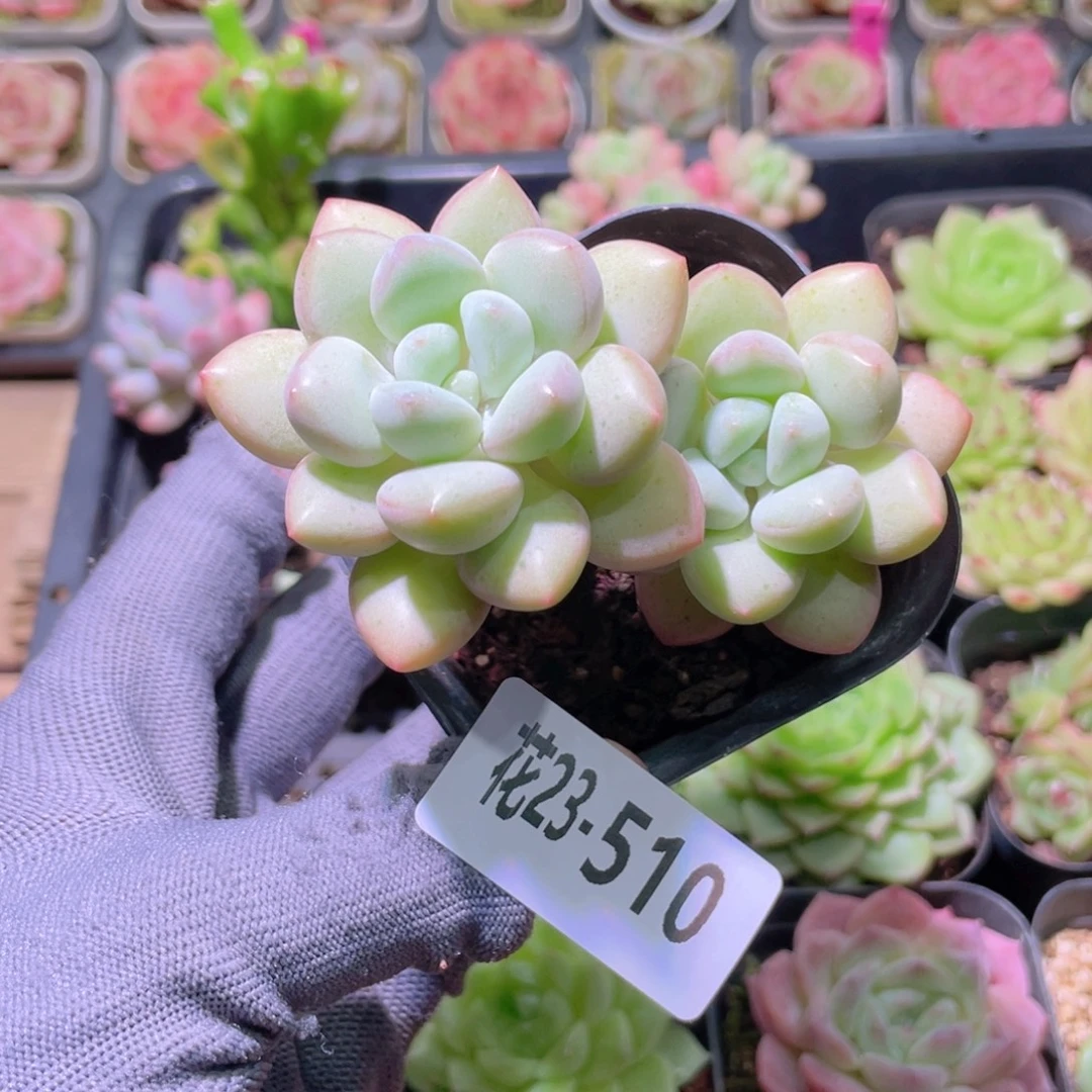 花利美23-510泡泡糖