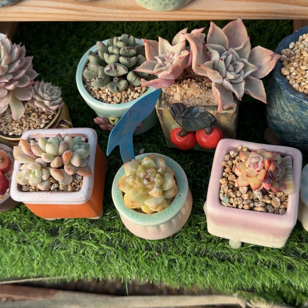 迷***熊多肉植物天使之类砸拼破