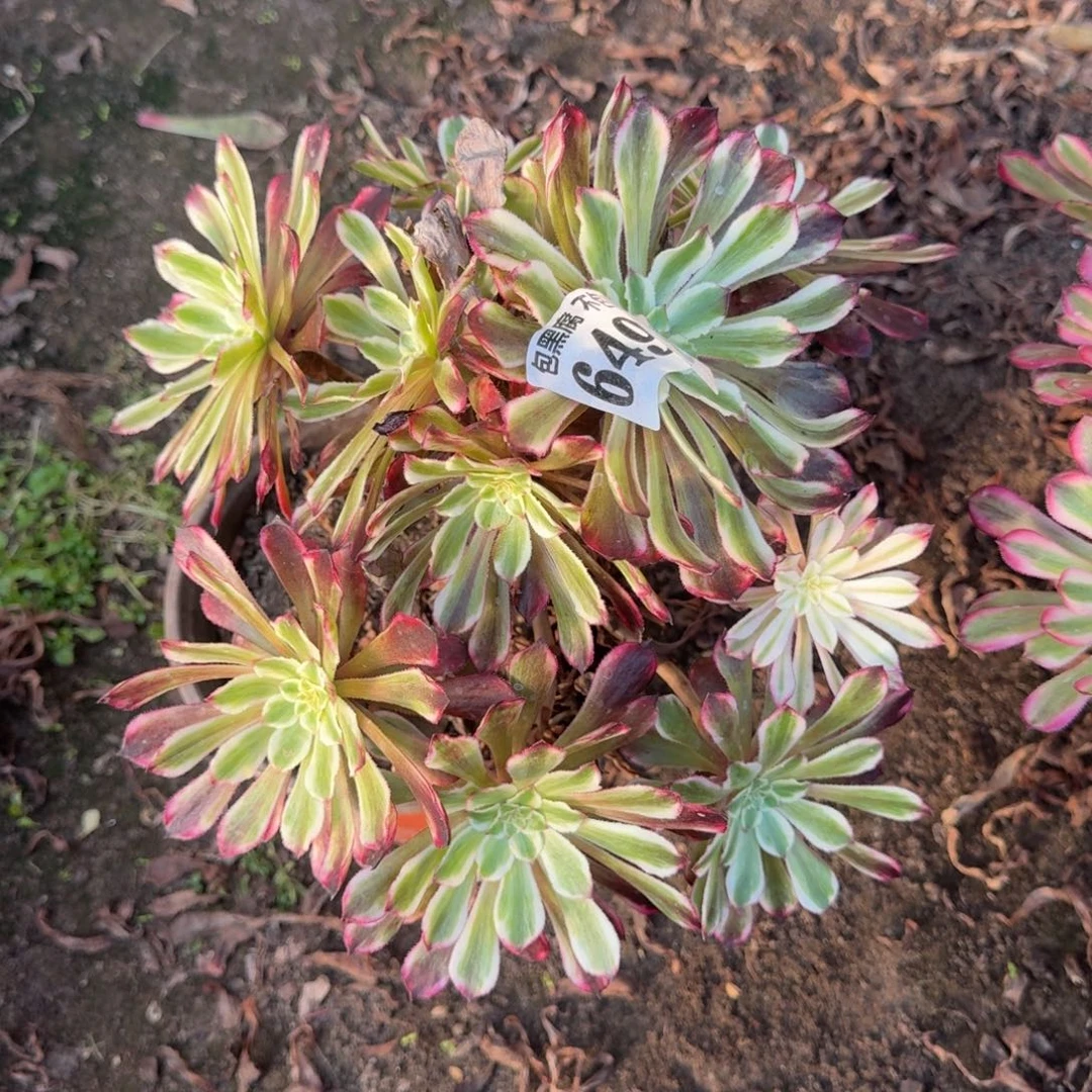 法师妖桩水墨6493 19-37