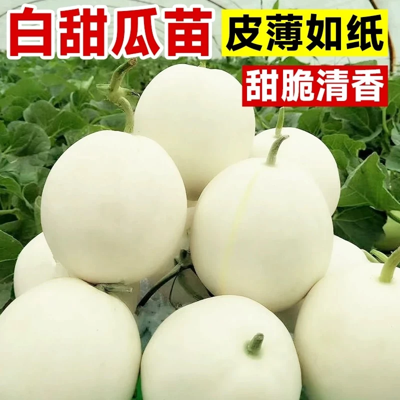 正宗嫁接雪奶白甜瓜冰糖甜瓜苗香瓜种苗正宗嫁接甜瓜苗银辉香瓜苗
