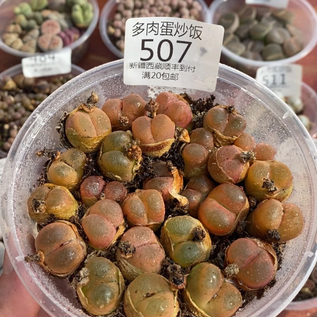 多肉蛋炒饭00000507