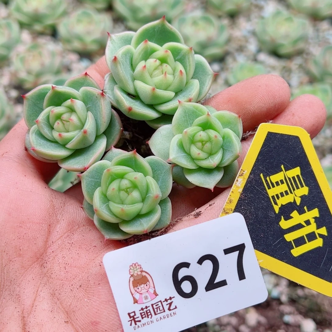 多肉植物多肉植物