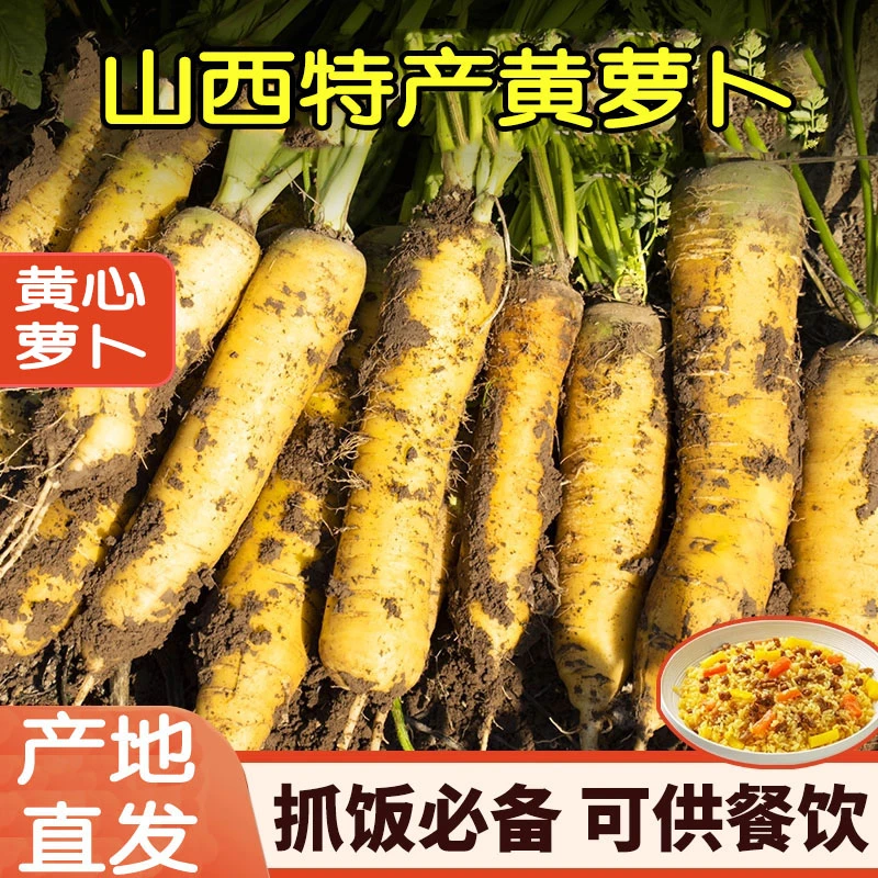 【现挖现发】山西运城黄萝卜新鲜胡萝卜手抓饭萝卜农家时令当季疏菜