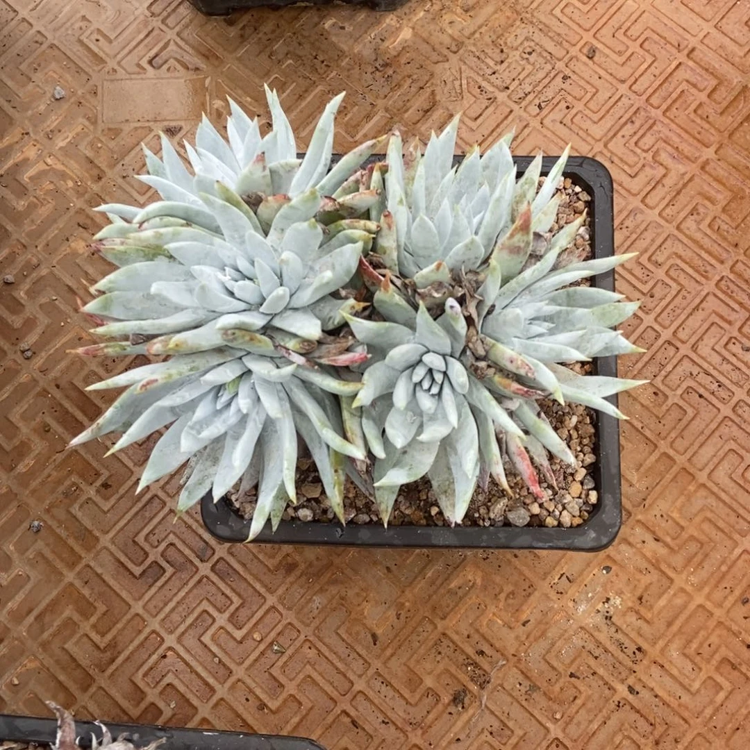 苹果叶雪山二代多肉