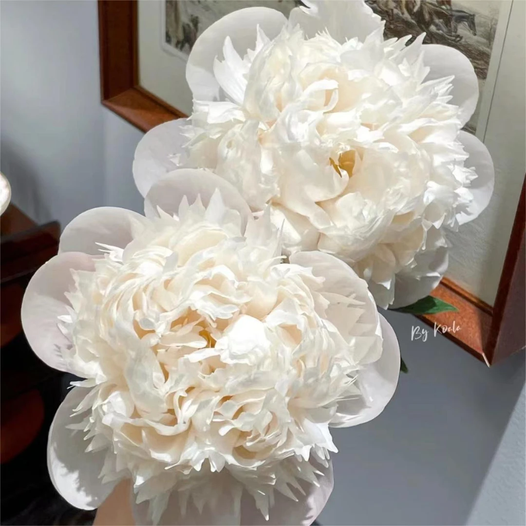 【欧文斯上校】分株边苗1到2芽小苗福利品【请理性消费】