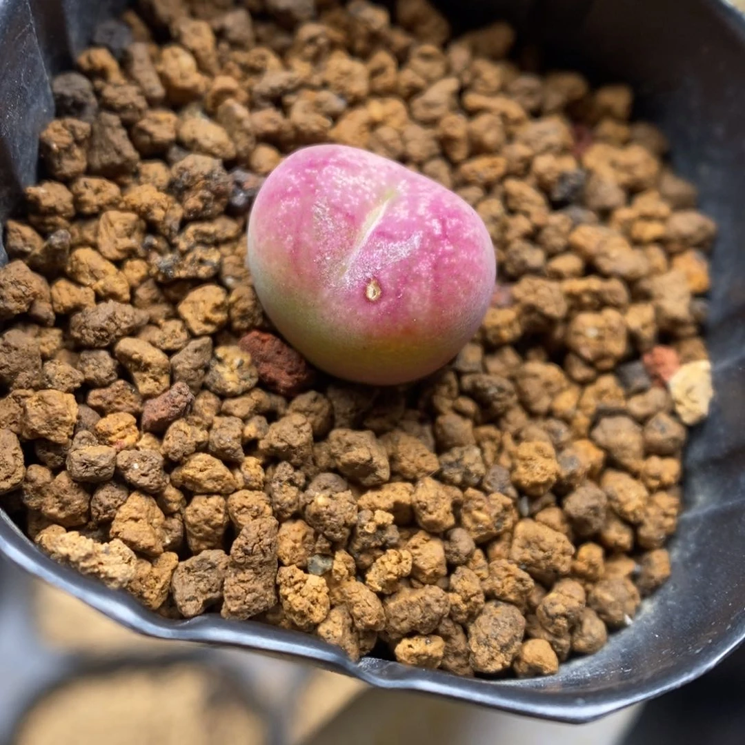 多肉植物肉锥K-3713 墨杂 伤特