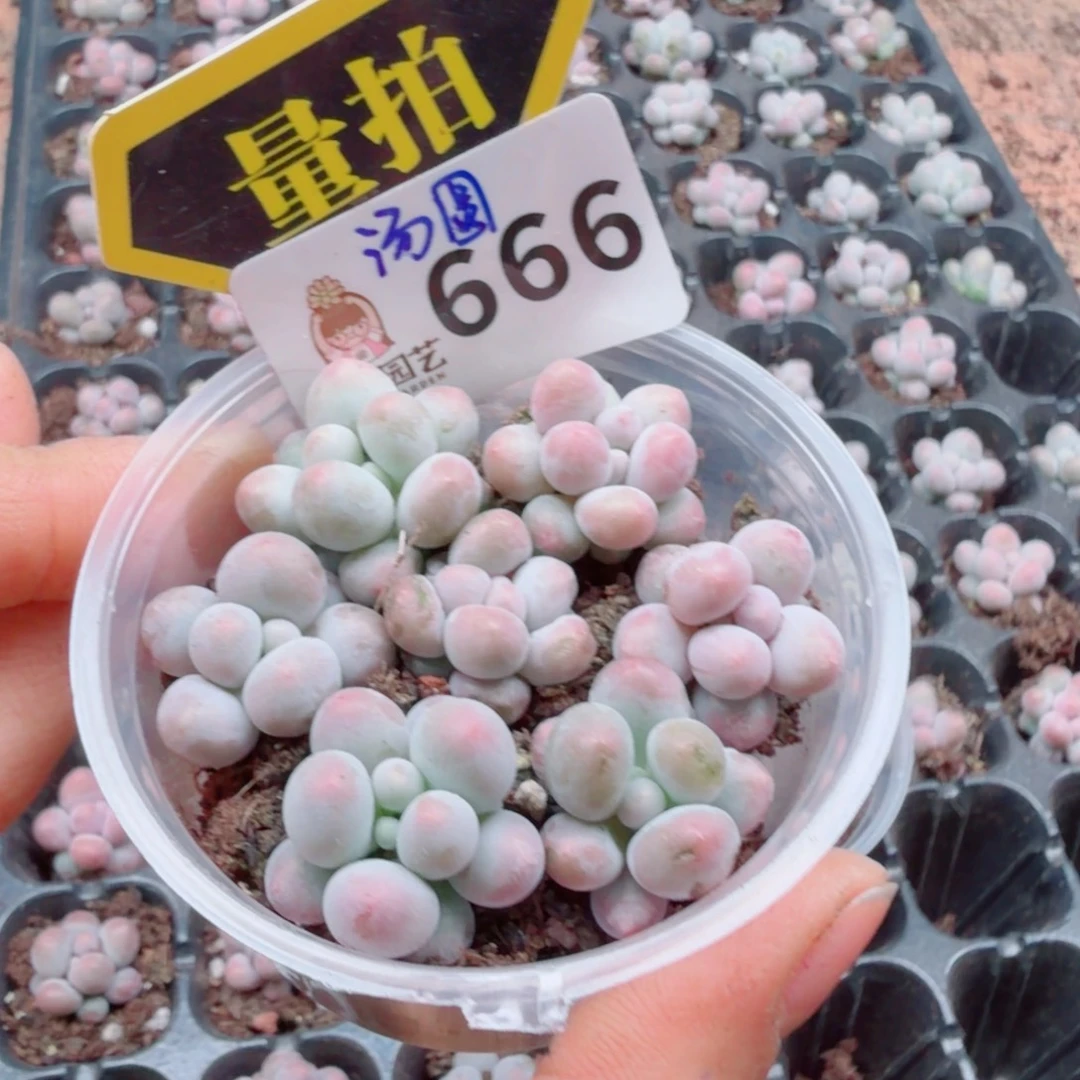 多肉植物多肉植物