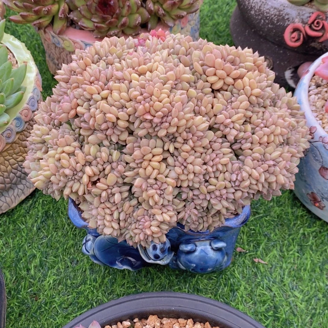 璀璨缀 一物一拍