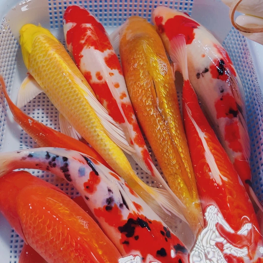 锦鲤135 锦鲤冷水观赏鱼