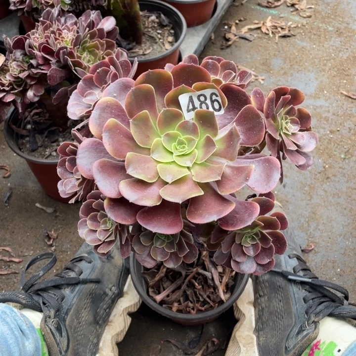 不包邮欧嘉莉486法师