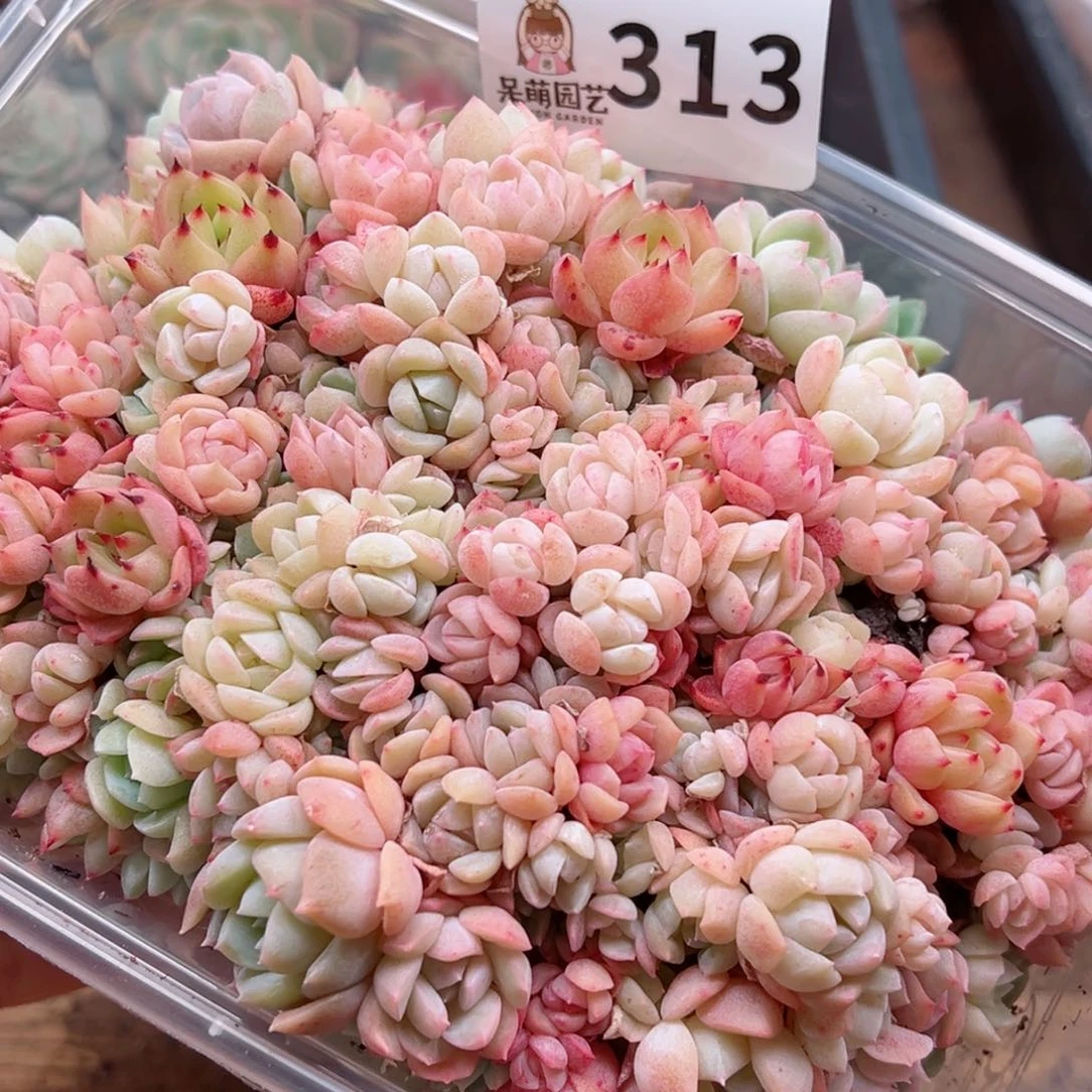 多肉植物多肉植物