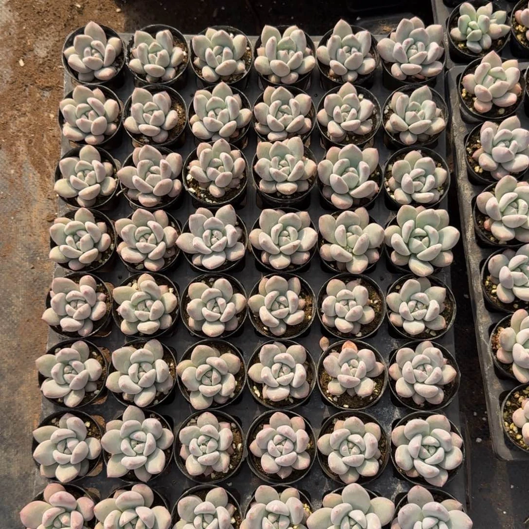 红尖美人量拍22-19