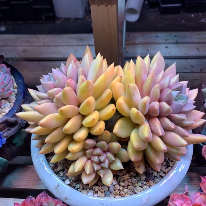 象牙z z z z zzzz