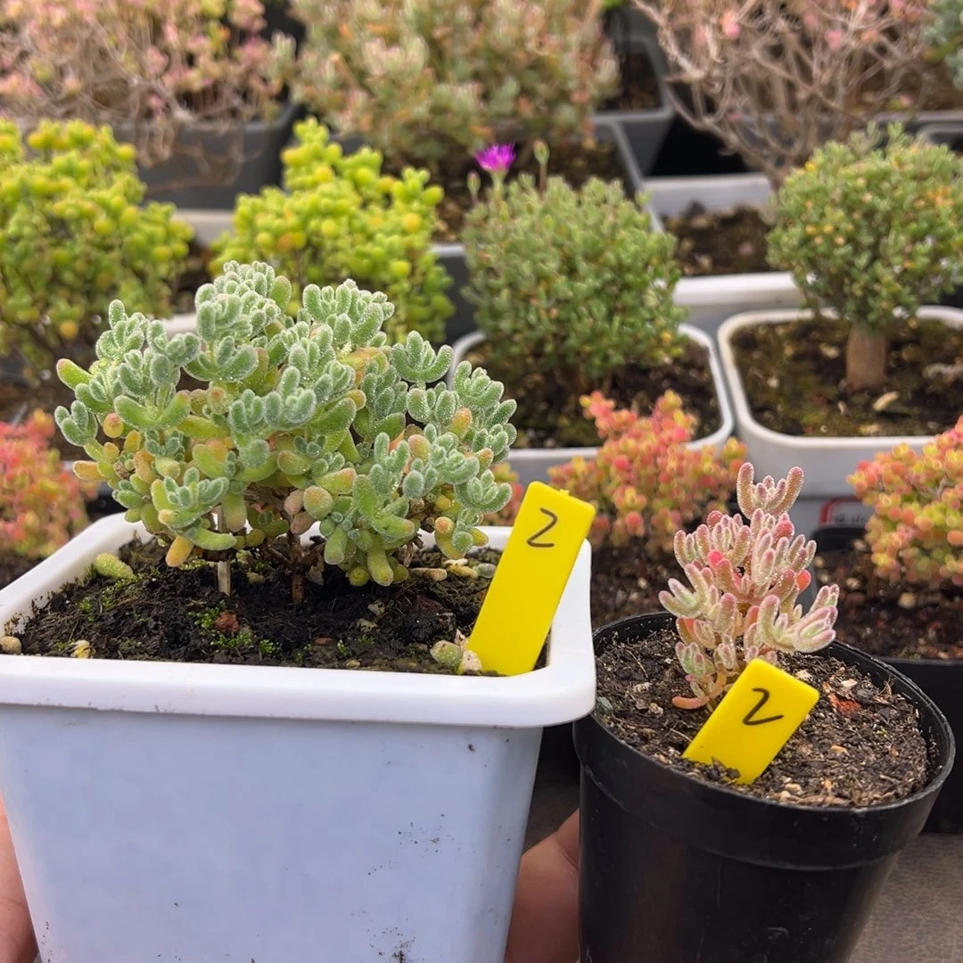 开播福利冰晶和冰紫2号