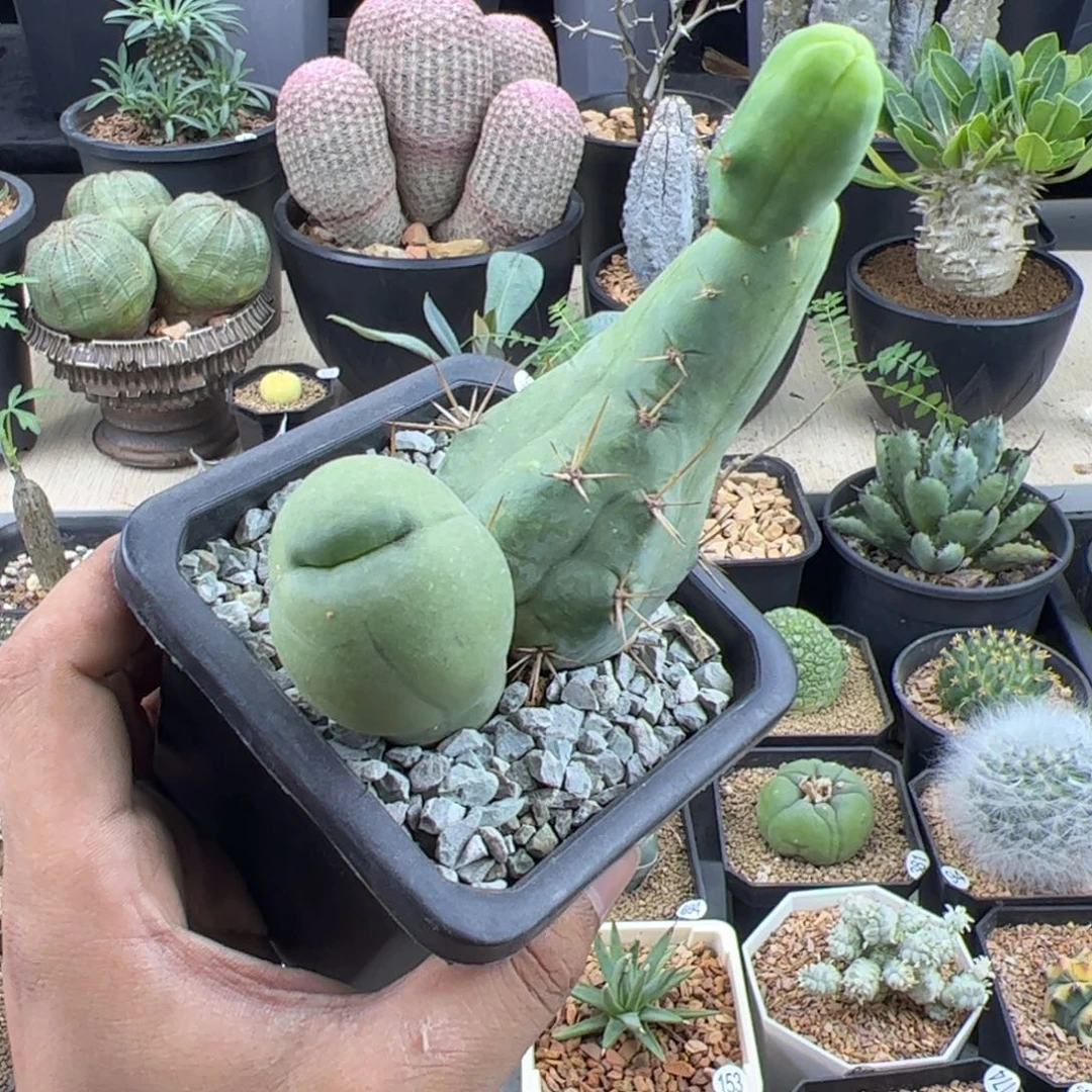 程程柱一物一拍默认脱土发