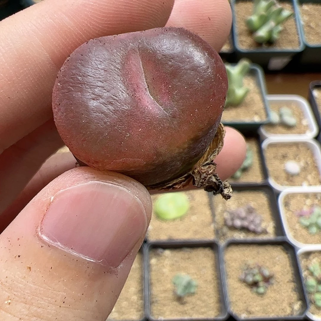 【闪购商品】200 秒