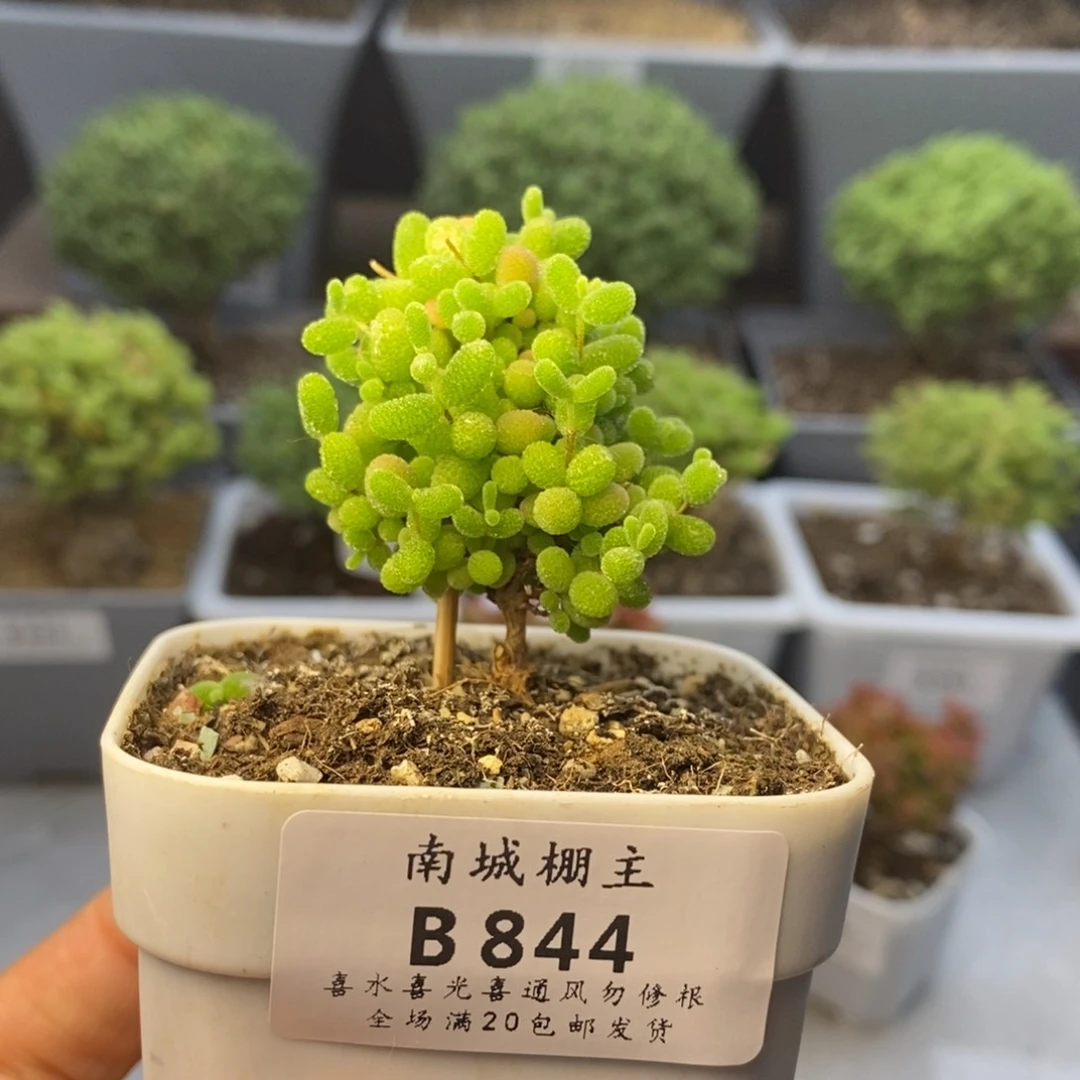 844蜜橘糖球枝干