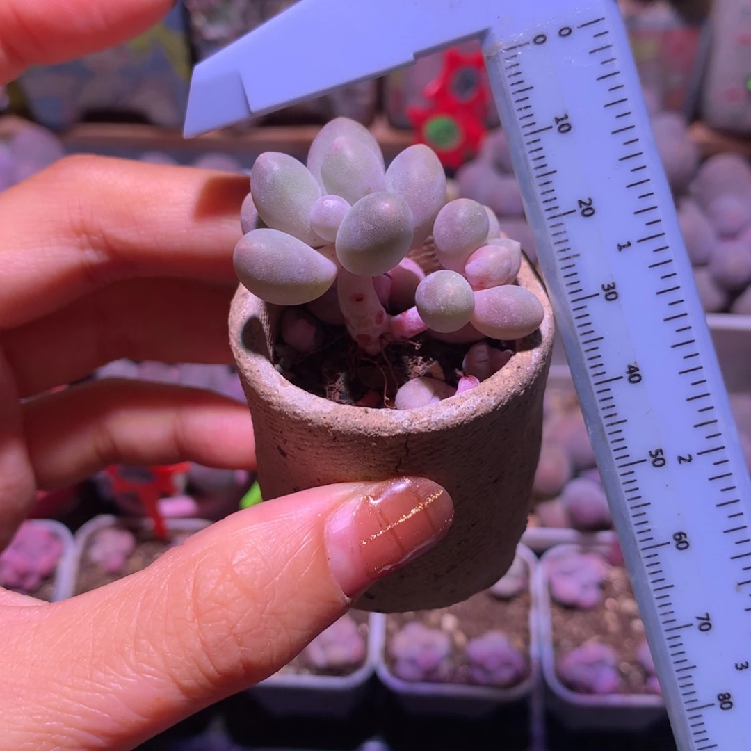 樱花奶 精品奶酪多肉