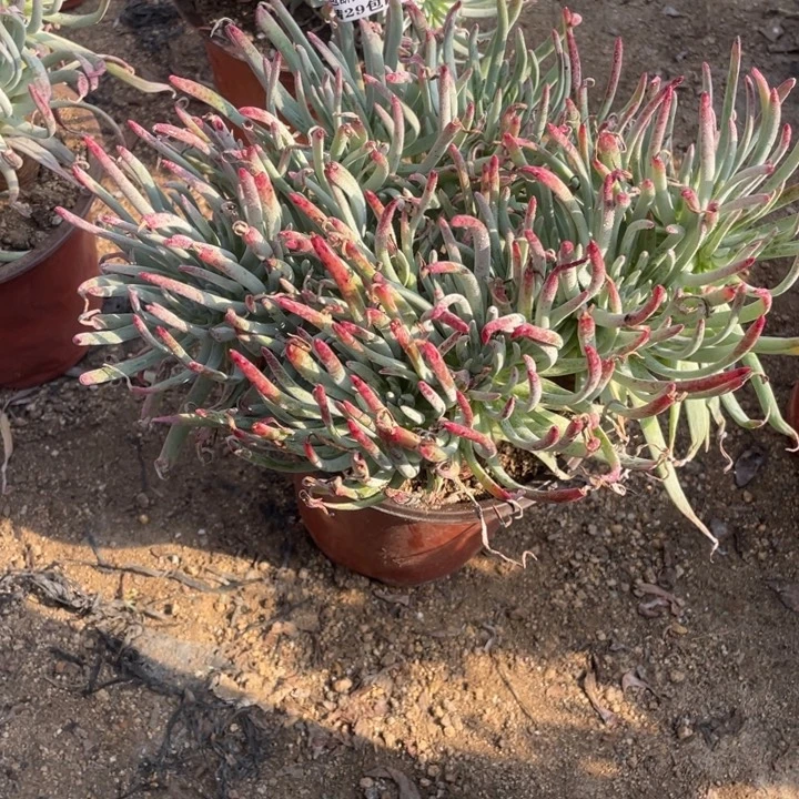 *****838号爱杜丽丝多肉