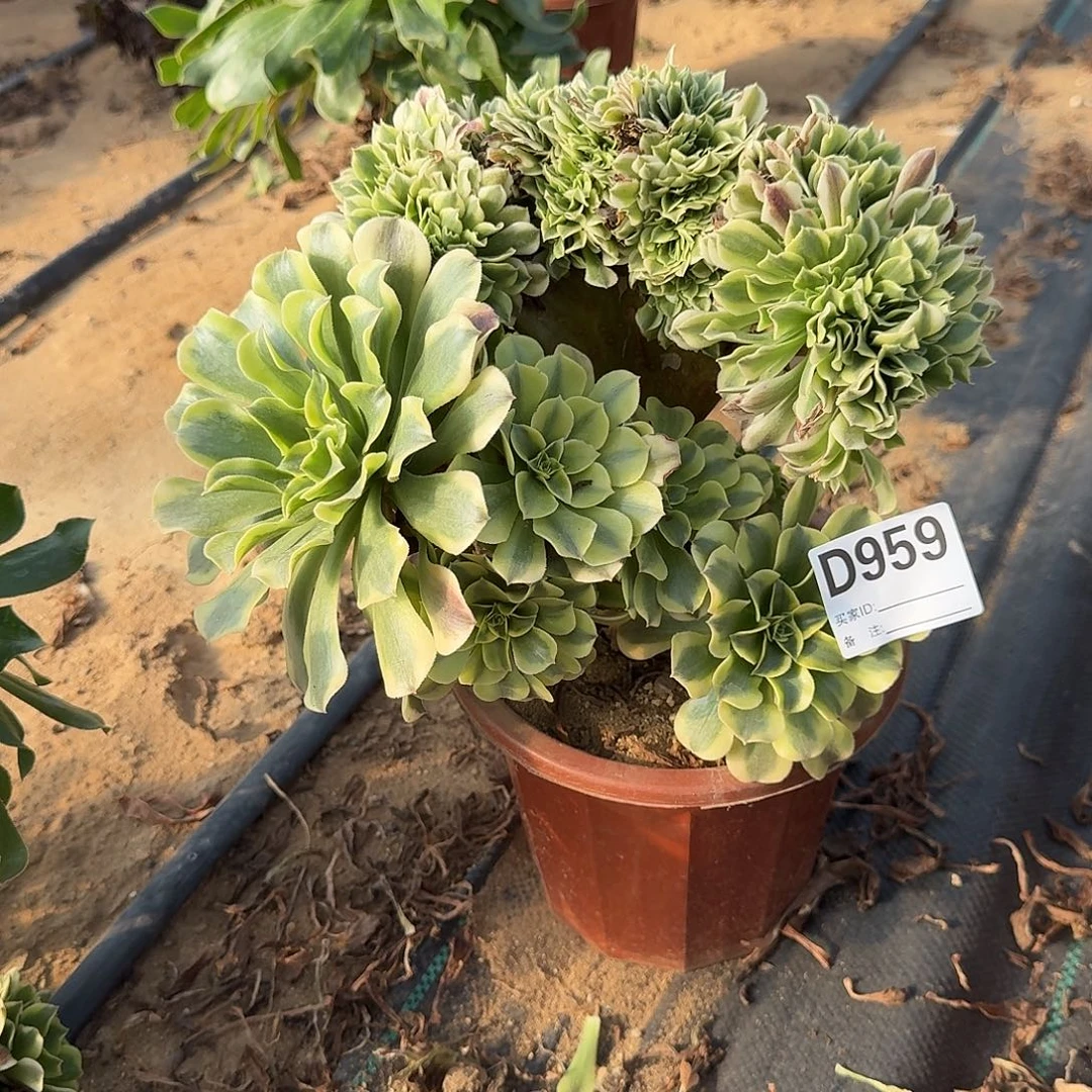 959绿豆莎有大伤一颗呀呀