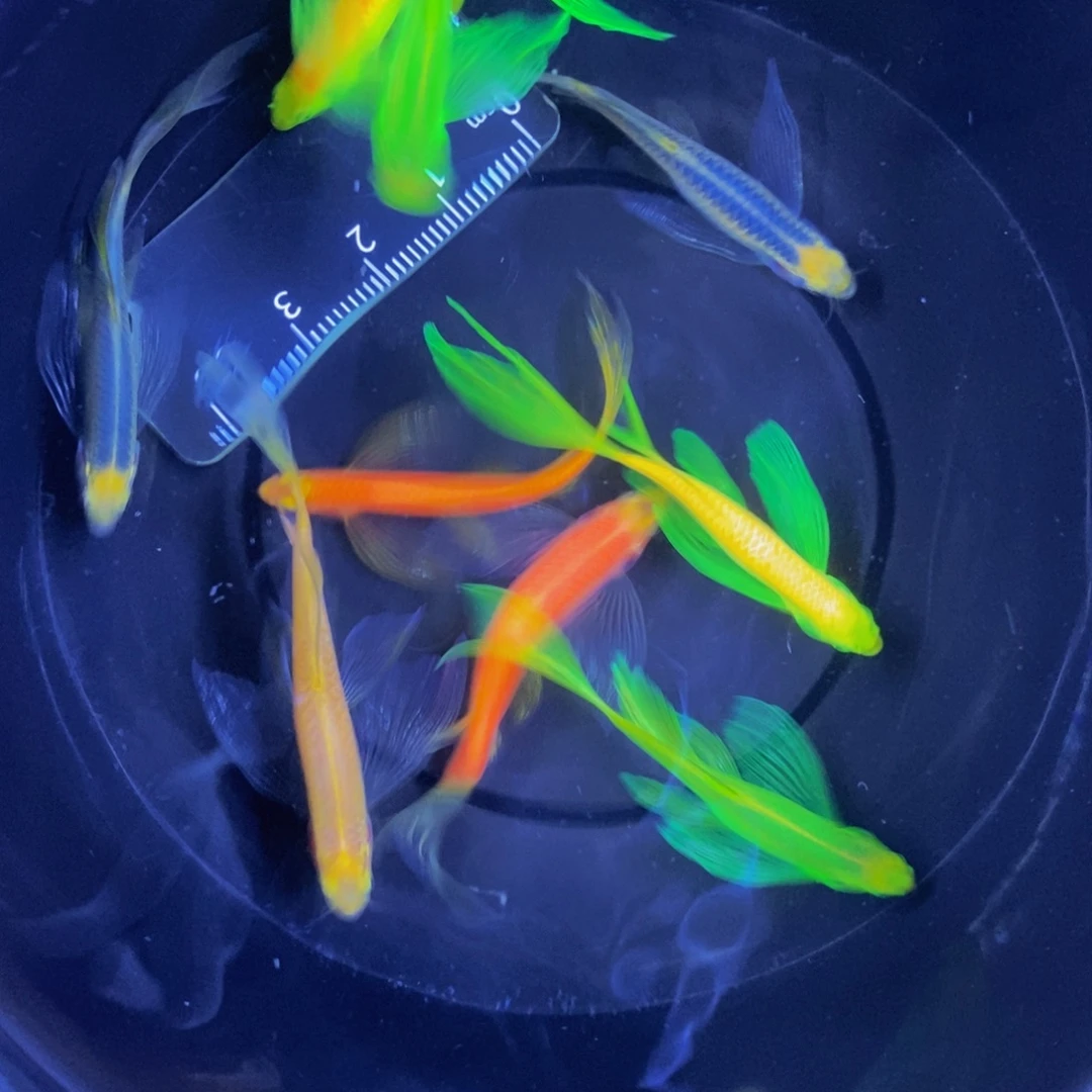 斑马鱼蝶翼斑马自选9条