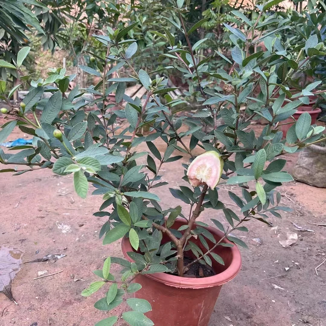 四季小叶胭脂红芭乐番石榴果苗