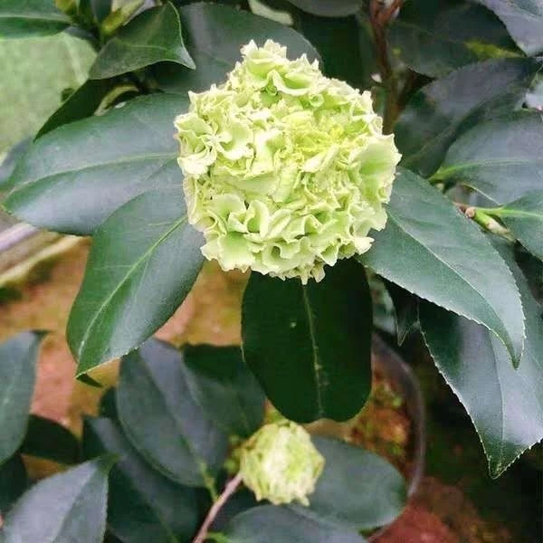 绿可娜茶花盆栽珍稀品种带花苞室内外耐寒耐热花卉绿植