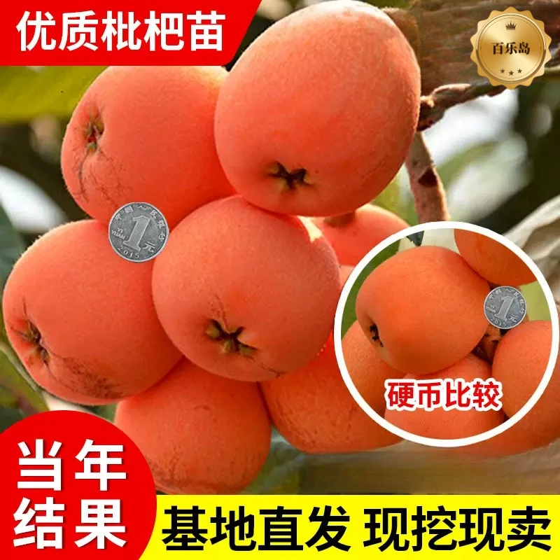 新品【砂糖枇杷苗】红肉 无核无籽 抗旱耐 南北方种植商品图